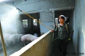 國(guó)務(wù)院派員督察瘦肉精 河南沁陽(yáng)清查被指走過場(chǎng)