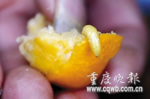 重慶市場發(fā)現(xiàn)蛆蟲柑橘多產(chǎn)自廣西(圖)
