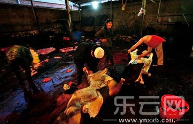 如此骯臟環(huán)境中生產(chǎn)的牛肉，莫非真占有昆明70%市場？記者 段玉良 攝