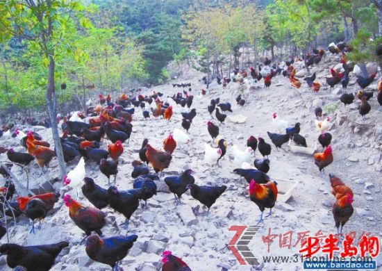 大山的雞全部散養在山上。（大山提供）
