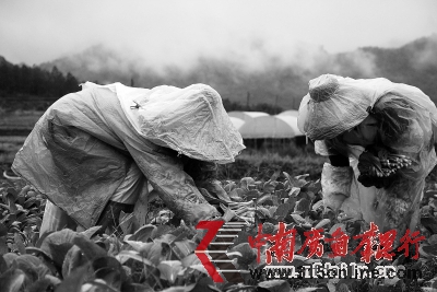 廣州從化一家有機(jī)農(nóng)場內(nèi),菜農(nóng)正在采摘蔬菜。馮宙鋒 攝 廣州從化一家有機(jī)農(nóng)場內(nèi),菜農(nóng)正在采摘蔬菜。馮宙鋒 攝